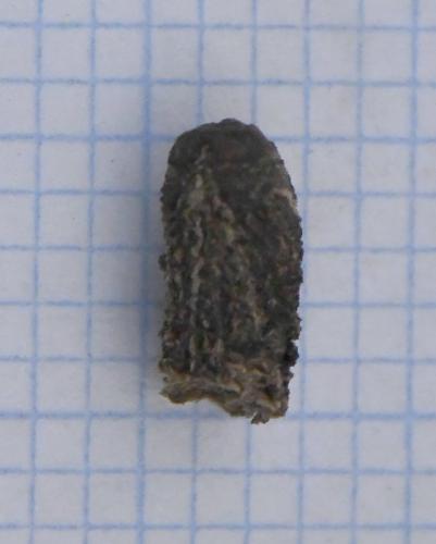 Réf. 218 464 : Cryptocephalinae inconnu